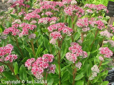 Sedum telephium ssp. telephium